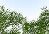 Trees | Blue Sky Material | Environment / Nature / Energy / Disaster --Environmental Image | Free Illustration Material