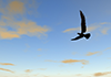 Hawk | Blue Sky Material | Environment / Nature / Energy / Disaster --Environmental Image | Free Illustration Material