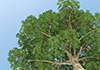 Oki ｜ Green / Energy ｜ Blue Sky Material | Environment / Nature / Energy / Disaster --Environmental Image ｜ Free Illustration Material