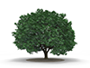 Trees | Flowers | Forests | Tree materials | Environment / Nature / Energy / Disasters --Environmental image | Free illustration material