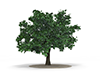 Trees | Flowers | Forests | Trees | Environment / Nature / Energy / Disasters --Environmental Image | Free Illustration Material