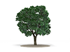 Trees | Flowers | Forests | Trees | Environment | Nature | Energy | Disasters --Environmental Image | Free Illustration Material