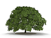 Trees | Flowers | Forests | Trees | Environment | Nature | Energy | Disasters --Environmental Image | Free Illustration Material