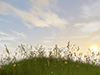 Sunset | Flowers | Scenery | Sky | Environment | Nature | Energy | Disaster --Environmental image | Free illustration material